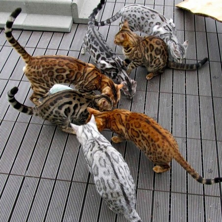 Filhote de gato bengal cat
