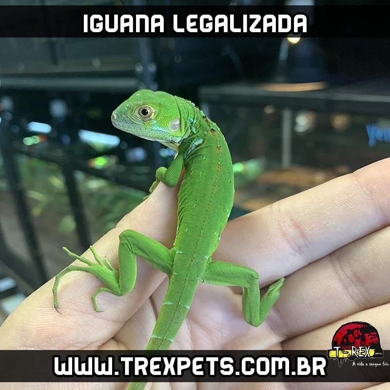 valor preco iguana legalizada valor preco iguana legalizada