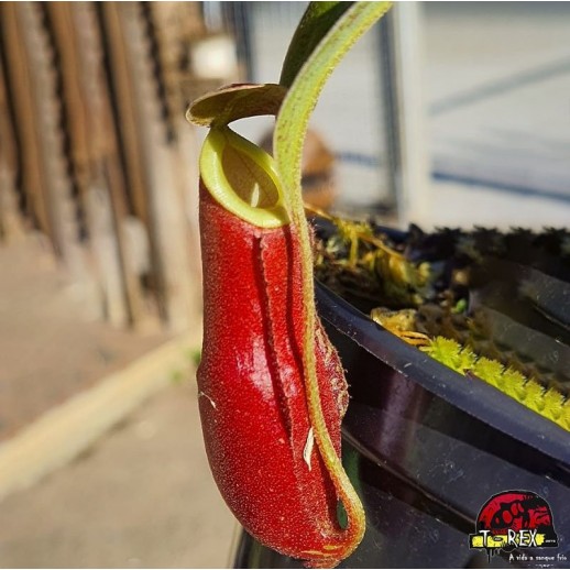 comprar muda de planta carnívora Nepenthes Mirabilis Wing x Ampullaria Black comprar muda de planta carnívora Nepenthes Mirabilis Wing x Ampullaria Black