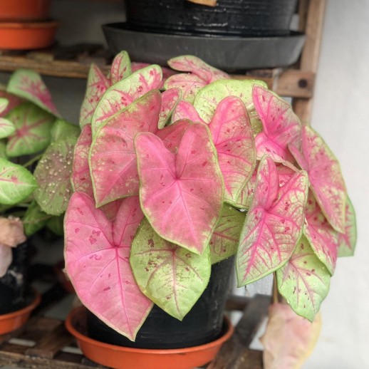 comprar muda de caladium patrícia comprar muda de caladium patrícia