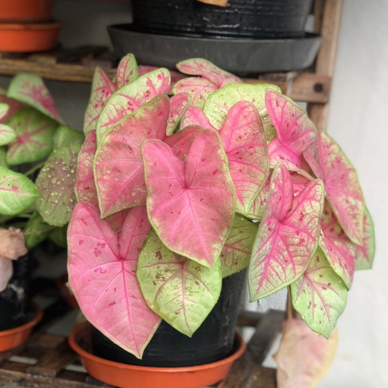comprar muda de caladium patrícia comprar muda de caladium patrícia
